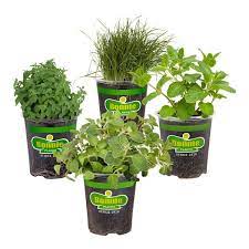 Pet Friendly Herb Garden Plant Kit