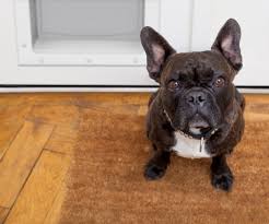 Storm Doors With Dog Door