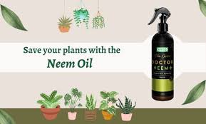 Plants With The Uses Of Neem Oil