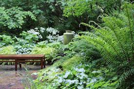 Easy Care Evergreen Plants And Combos