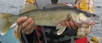 Walleye Fishing Gear Techniques And