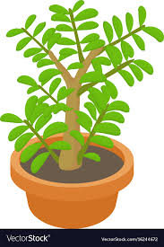Crassula Succulent Plant Icon Cartoon