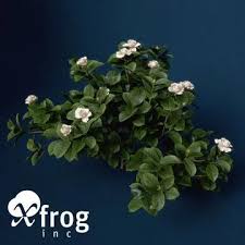 Xfrogplants Gardenia 3d Model