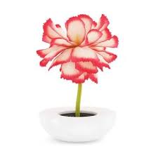 Pink Flower In White Pot 96470441 Pond5