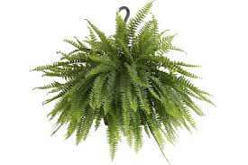 10 Best Plants Safe For Cats And Dogs