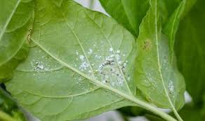 Kill Houseplant Aphids And Mealybugs
