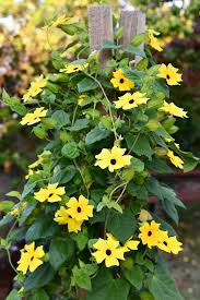 Annual Climbers Sow Now For Fantastic
