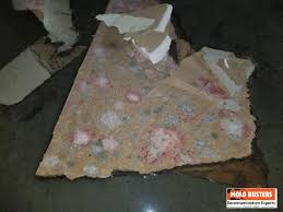 Pink Mold Is It Dangerous And How To