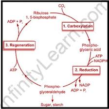 Biosynthetic Phase Of Photosynthesis