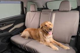 Best Dog Friendly Cars In Cortlandt