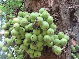 Ficus Racemosa Wikipedia