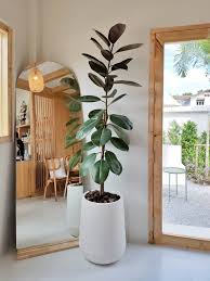 The Easiest Indoor Plants That Thrive
