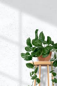 Indoor Plant Background Aesthetic