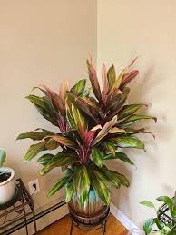 Indoor Plants That Look Like Palm Trees