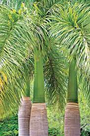 Top Uses Of Palm Trees In Garden Design