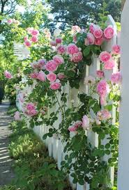 Climbing Roses