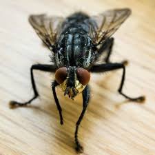 How To Get Rid Of Flies Planet Natural