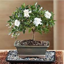 Send Gardenia Bonsai Gift