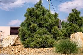 Foto De Modern Conifer Tree Garden