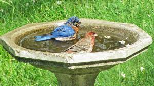 Algae In My Birdbath