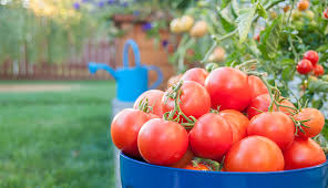 9 Tips To Growing Delicious Tomatoes At