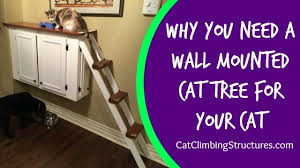 Why You Need A Wall Mounted Cat Tree