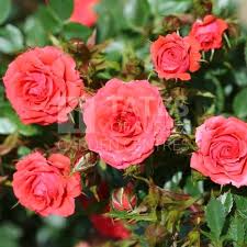 Patio Standard Rose Birthday Wishes 7