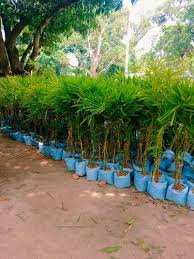 Green Senna Auriculata Bamboo Seeds