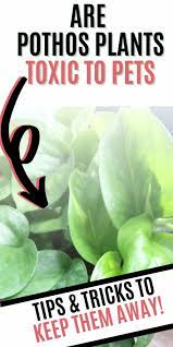 Pothos Plants Toxic To Cats And Dogs