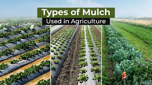 Mulch Used In Agriculture