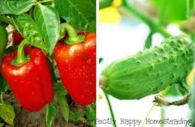 July In Your Vegetable Garden