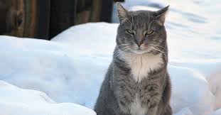 Winter Shelters For Nyc S Feral Cats