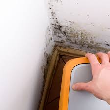 Maine Mold Remediation Servicing All