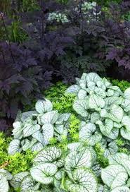 Shade Garden Shade Plants Garden