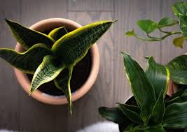 Indoor Plants Based On Vastu Shastra