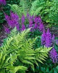 Shade Garden Shade Plants Garden