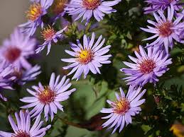 Grow Hardy Asters For Dry Gardens