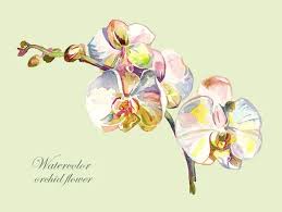 100 000 Orchid Vector Images