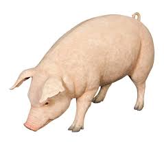 Large Fat Pig Sow Sculptures In Australia