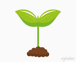 Plant Seedling Growing From Soil In The