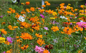 Favorite Easy To Grow Wildflower Combos