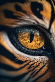 Tiger Eye Beautiful Detailed Macro