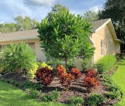 Japanese Fern Trees Overlooked In