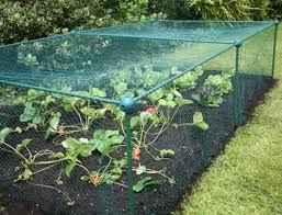 Fruit Vegetable Protection Cage