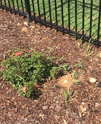 Flower Bed Weeds Lawn Care Forum