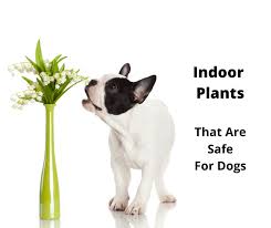 Indoor Plants That Are Safe For Dogs