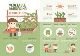 Grow Vegetable Beginner Tips