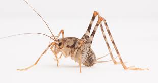 Invasive Camel Crickets May Take Over
