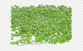 Green Leafed Plants Ilration Tree