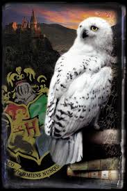 Art Poster Harry Potter Hedwig 26 7 X 40 Cm